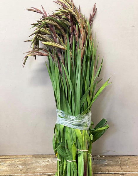 Gladioli - 50 stems - Purple