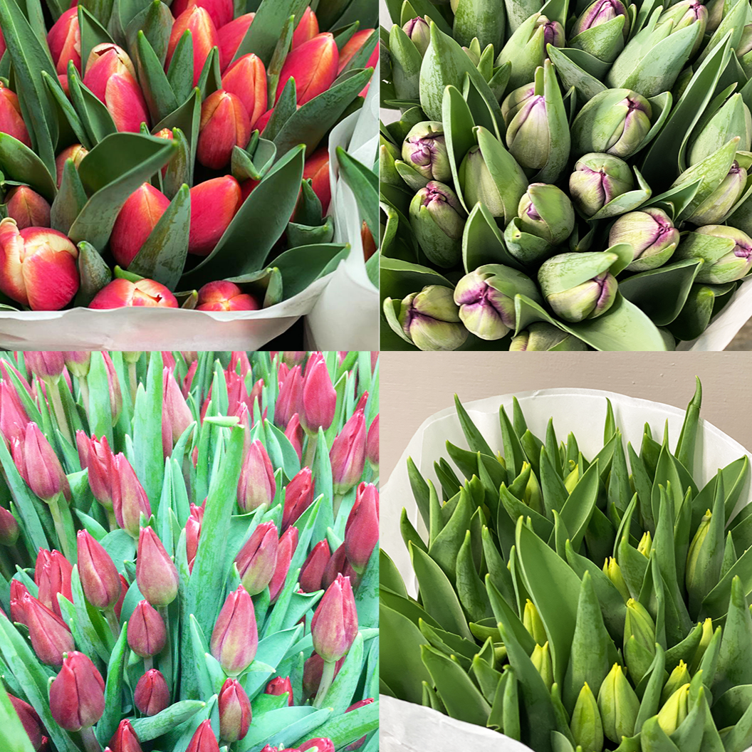 Tulip - British Growers choice 200 stems