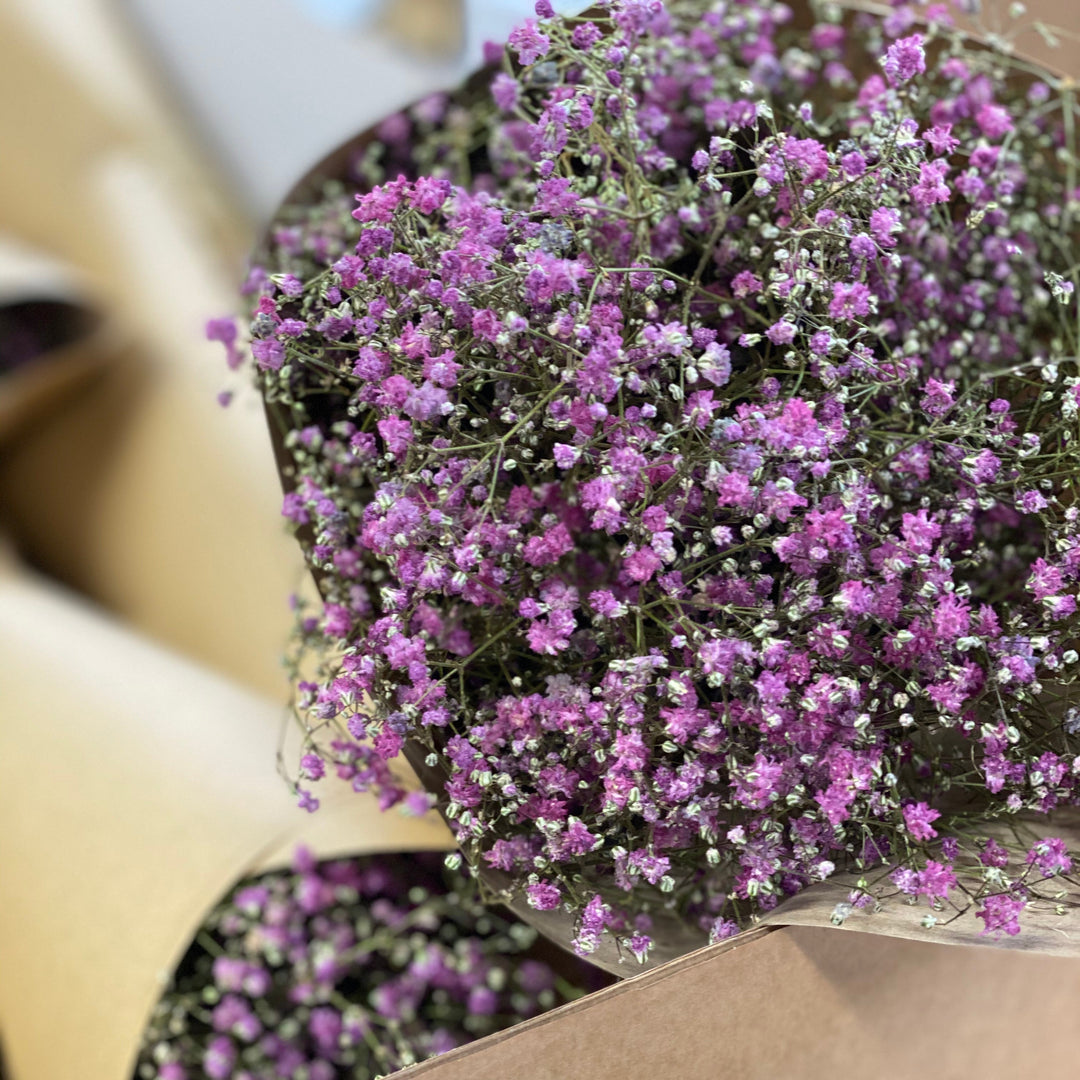 A small bunch of 5 stems of locally grown dried pink Gypsophila tied together against a neutral background.