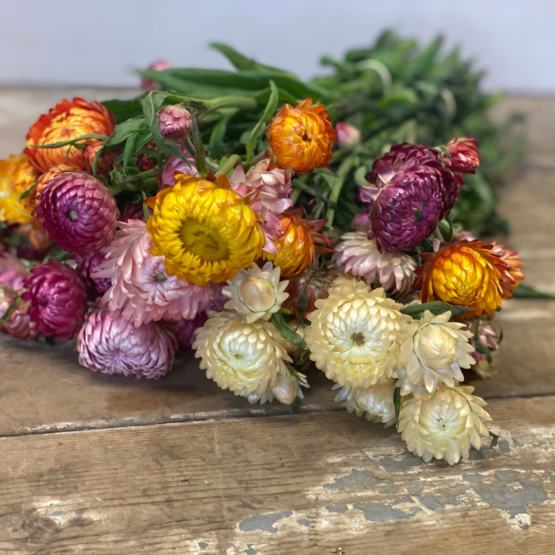 A selection of 35cm Helichrysum stems showing a mix of tightly closed buds and partially open strawflowers, demonstrating how they open naturally.