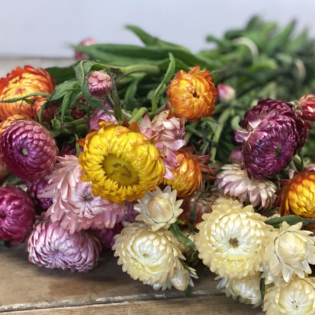 A freshly harvested bunch of multi-coloured rainbow Helichrysum Strawflower stems tied together, showing several papery blooms on each stem.