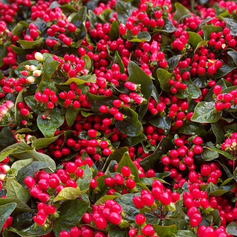 Hypericum - Red Berried - Bundle of 30 stems