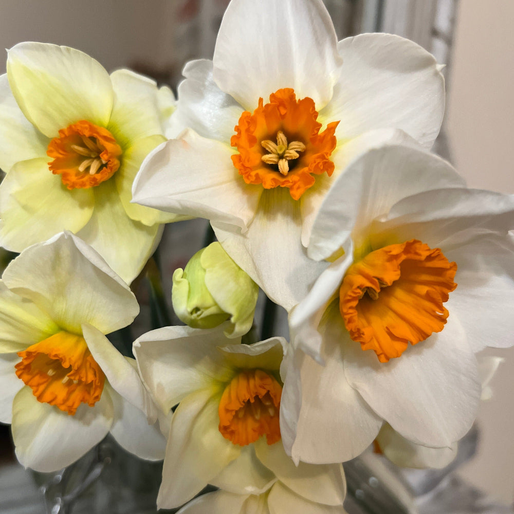 easter daffodils online wholesale