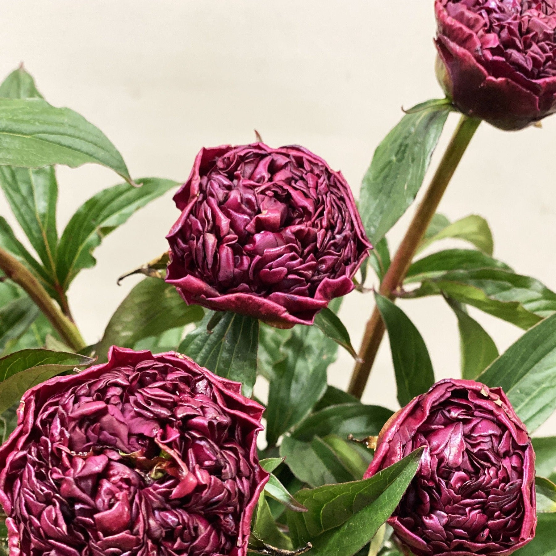 Peony - Inspecteur Lavergne - 50cm-Bunch of 10 stems