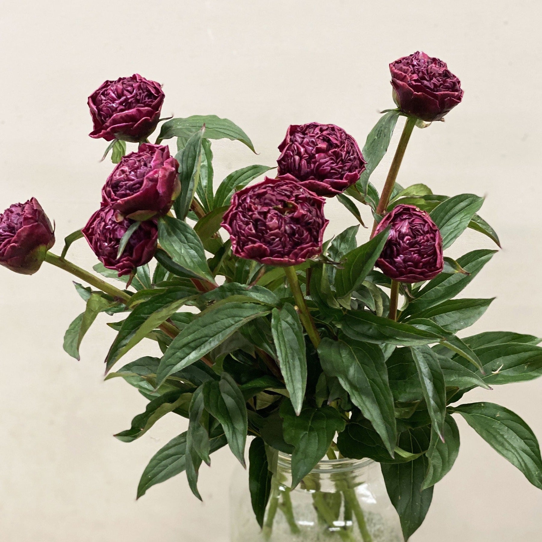 Peony - Inspecteur Lavergne - 50cm **Box Offer** 100 stems