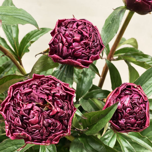 Peony - Inspecteur Lavergne - 50cm **Box Offer** 100 stems