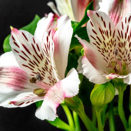 Alstroemeria Cornish Stem Grade **BOX OFFER 60 STEMS**