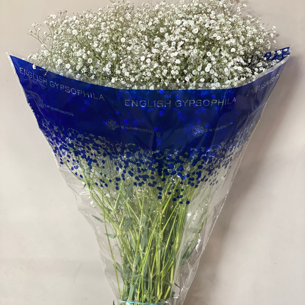 Full-length view of 80cm British Gypsophila stems showing the natural, airy volume and fresh green stalks.