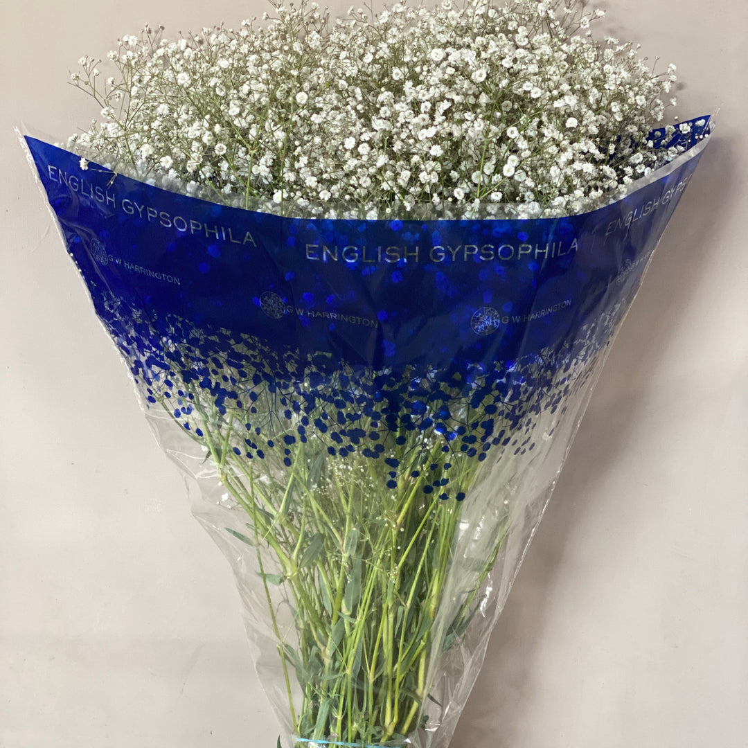 Full-length view of 80cm British Gypsophila stems showing the natural, airy volume and fresh green stalks.