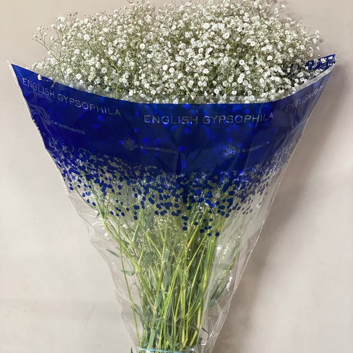 Full-length view of 80cm British Gypsophila stems showing the natural, airy volume and fresh green stalks.