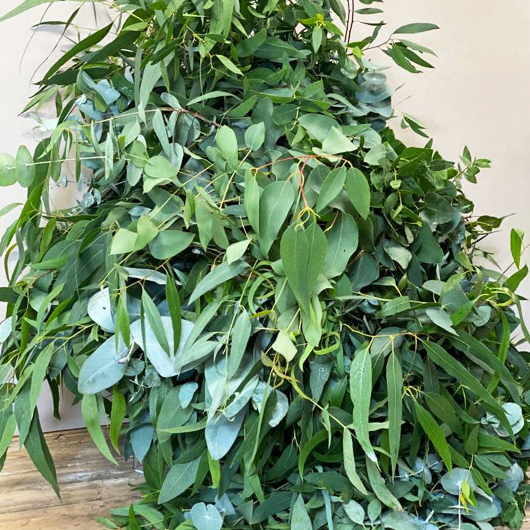 Mixed Eucalyptus **Box Offer** Norfolk (£10/bunch)