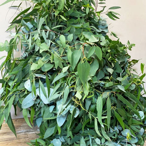 Mixed Eucalyptus **Box Offer** Norfolk (£10/bunch)
