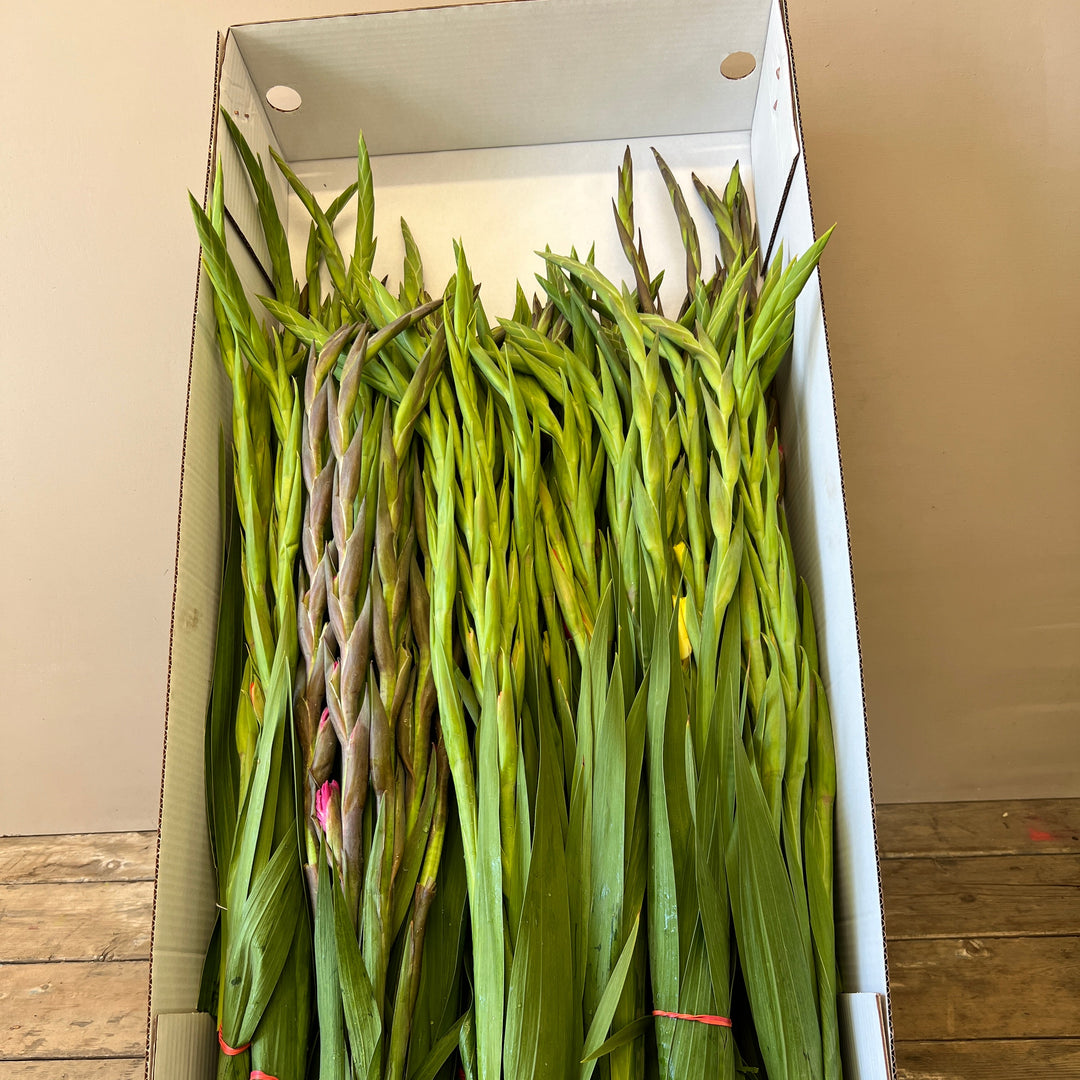 A premium wholesale florist box packed carefully with 20 bunches of 5 stems in assorted, vibrant gladioli colors.