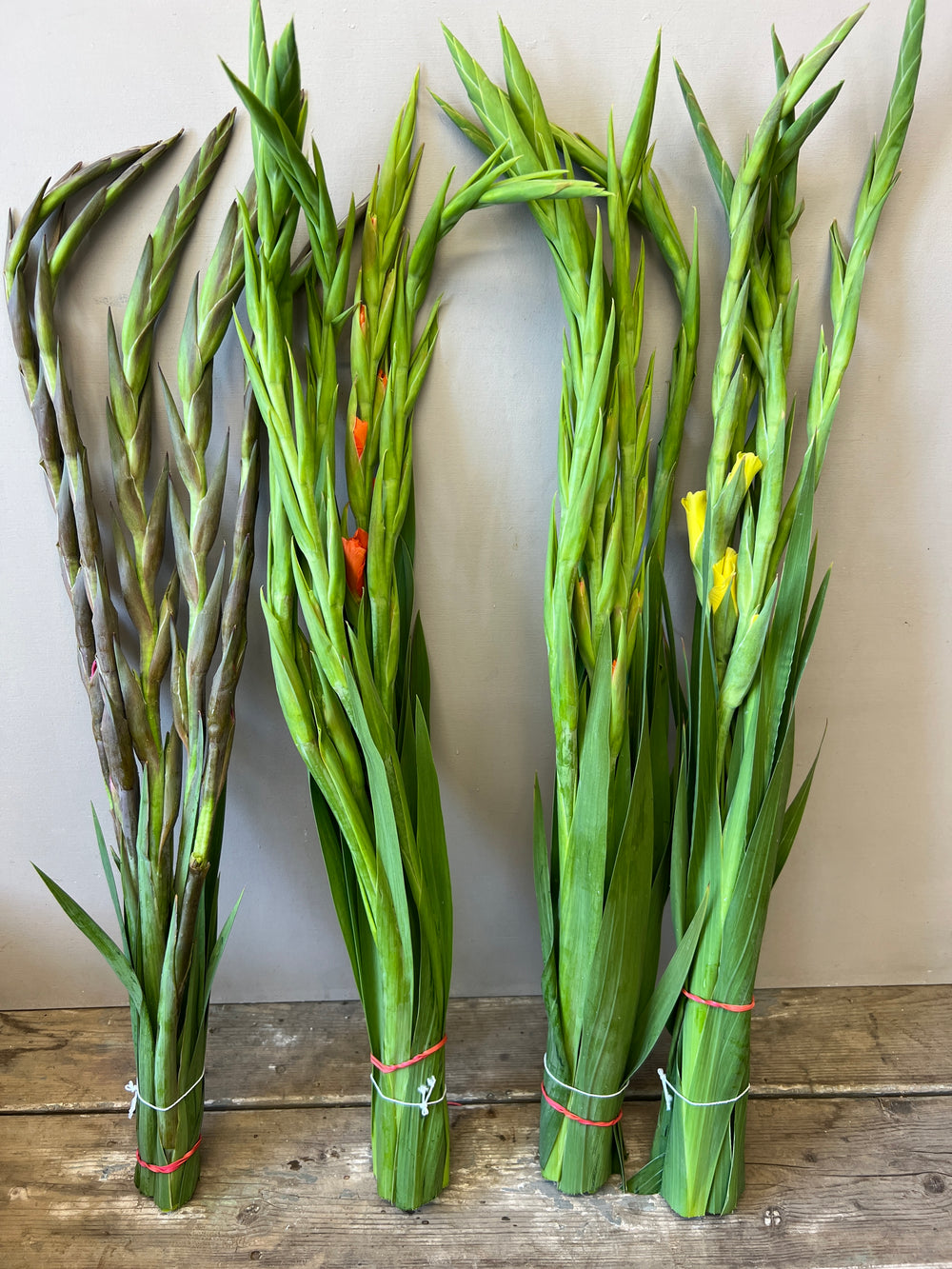 An assortment of multi-colored British gladioli bunches standing upright in buckets, displaying a bright mix of red, yellow, purple, and orange flower spikes.