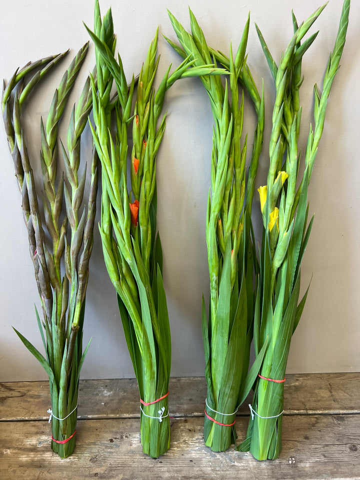 An assortment of multi-colored British gladioli bunches standing upright in buckets, displaying a bright mix of red, yellow, purple, and orange flower spikes.