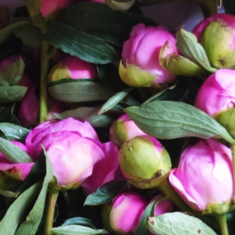 Peony - Monsieur Jules Elie - Box of 100 Stems