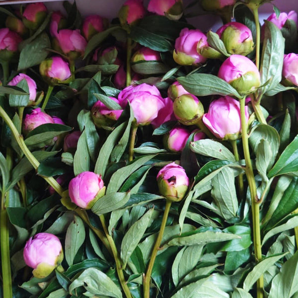 british peony season spalding florist