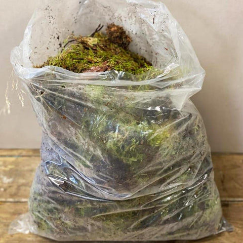 moss online UK grown