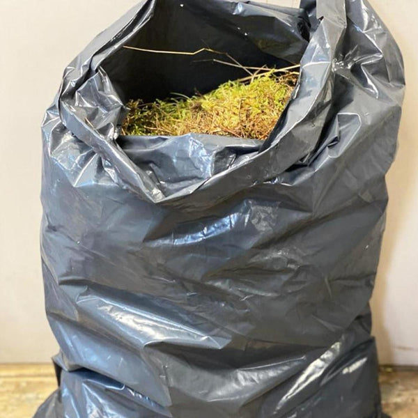 sale online moss