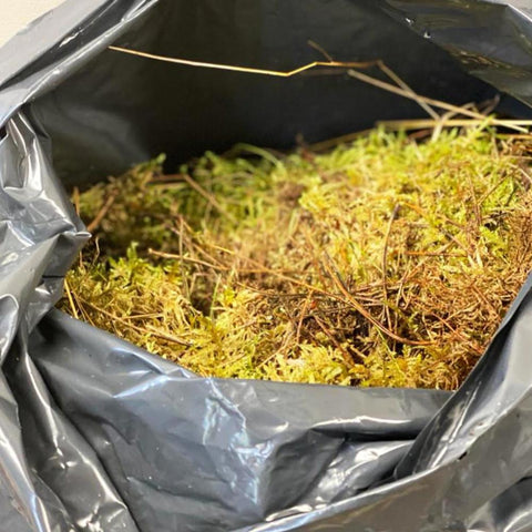 Moss Norfolk Wreath Grade Box of 3