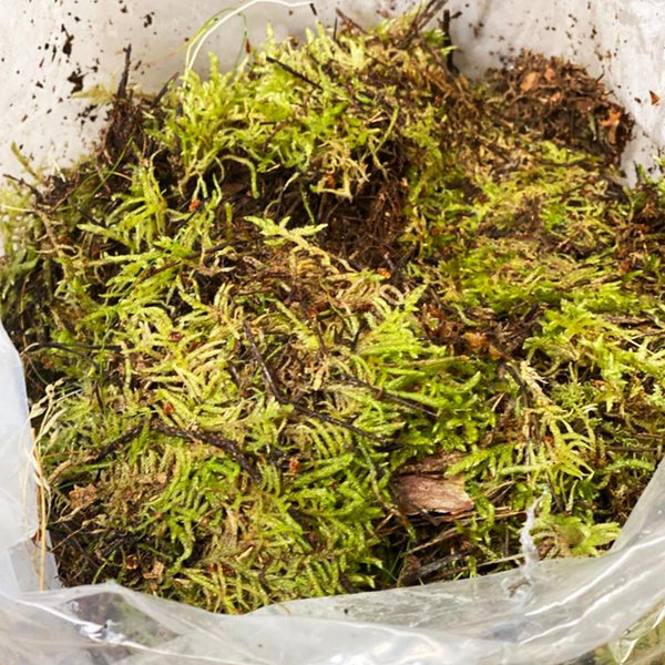 Moss Norfolk Pot Topping Grade Bag