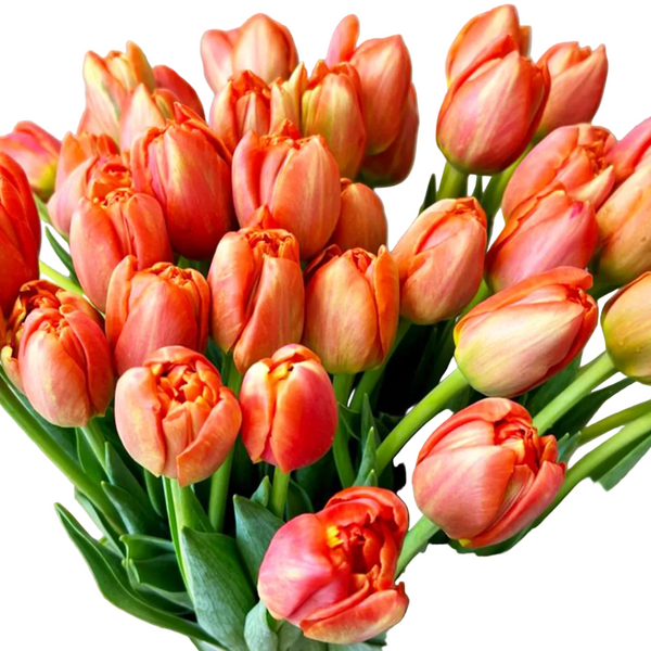 Lincolnshire grown orange tulip, Double Orange Icoon in sustainable bundle of 50 stems.