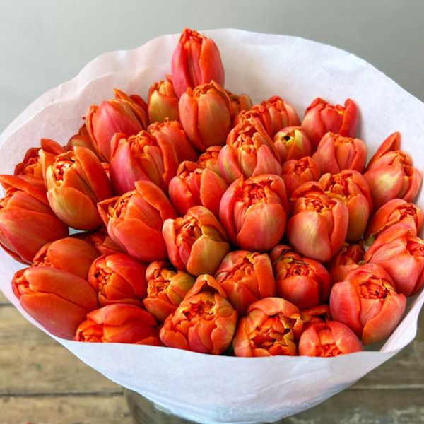 Peony type Double Orange Icoon tulip, vibrant orange sustainable bundle from Lincolnshire