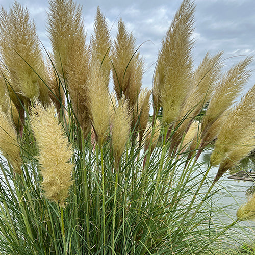 Pampas Grass - PER STEM