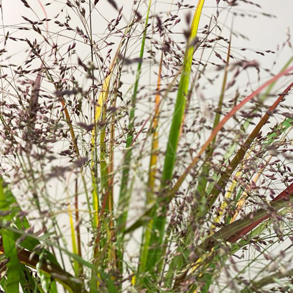 Panicum Grass - Bundle of 50 stems