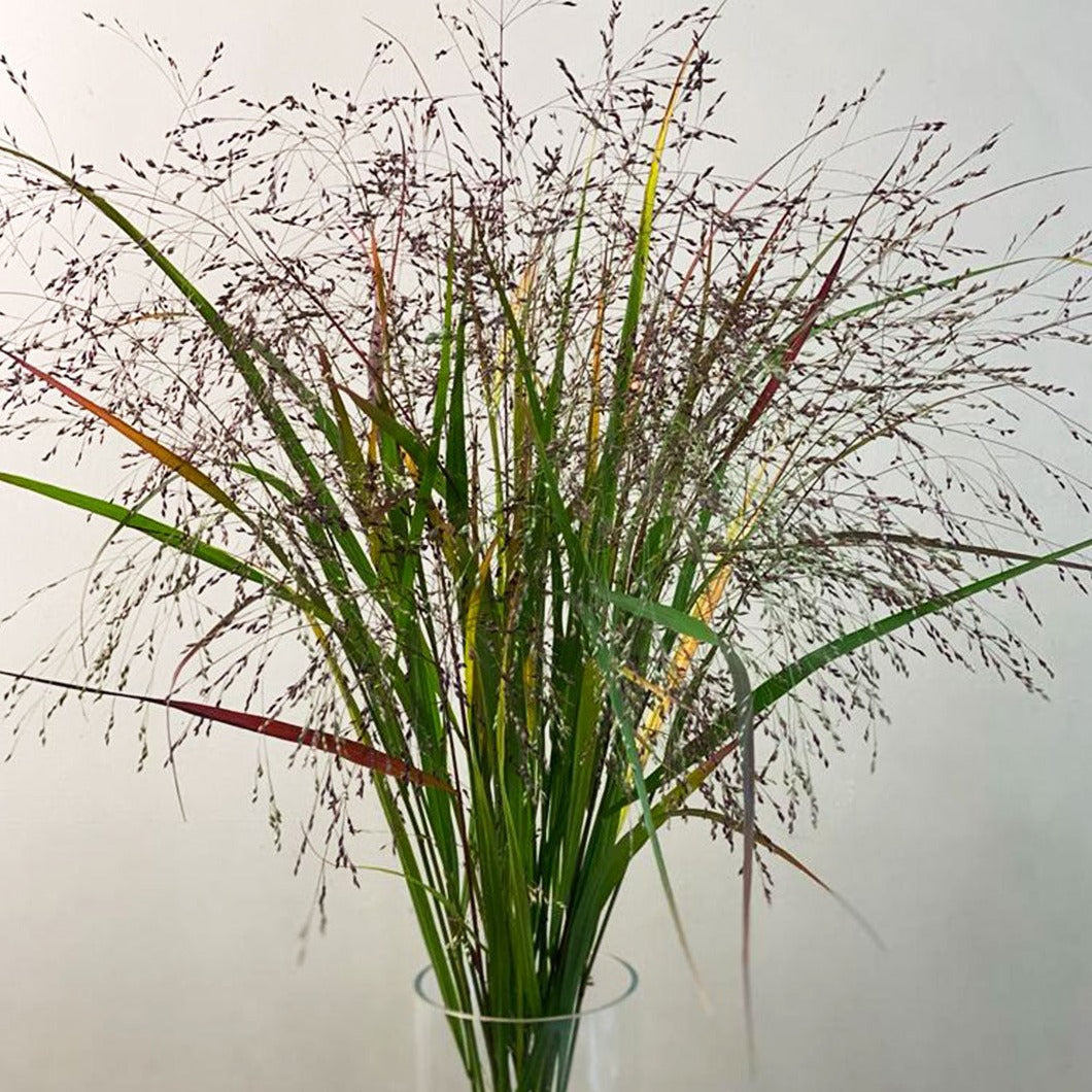 Panicum Grass - Bundle of 50 stems