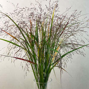 Panicum Grass - Bundle of 50 stems