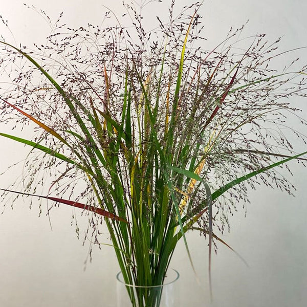 Panicum Grass - Bundle of 50 stems