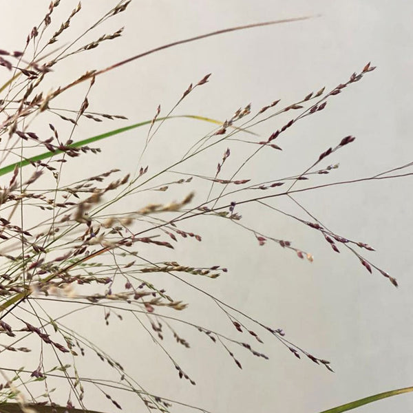 Panicum Grass - Bundle of 50 stems