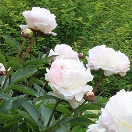 Peony - Shirley Temple x 10 stems