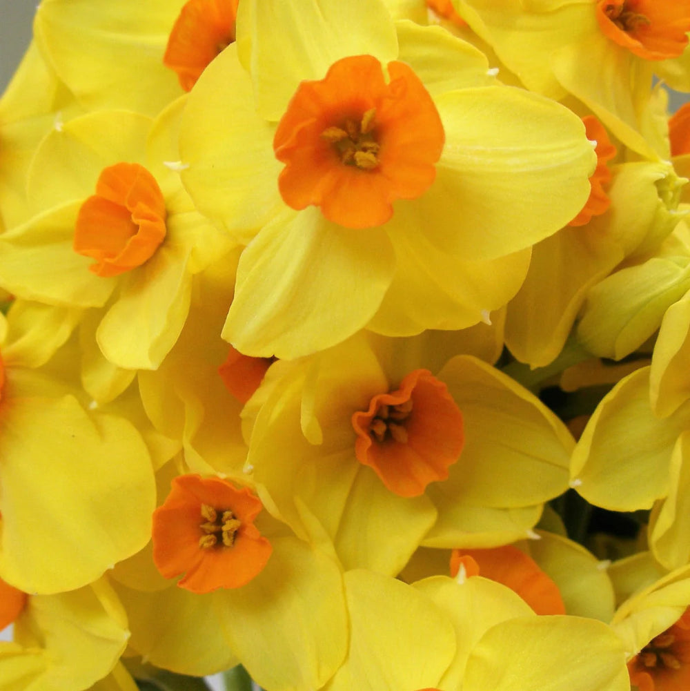 yellow royal online florist 