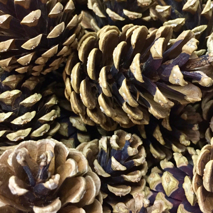 Unsorted British brown pine cones gathered locally in Lincolnshire in a hessian sack