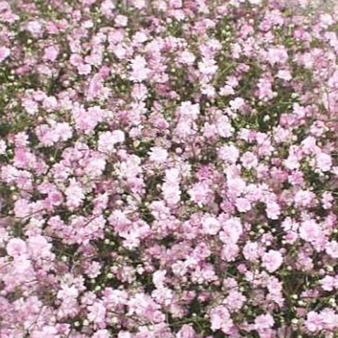 Gypsophila British Pink Bundle (25 Stems)