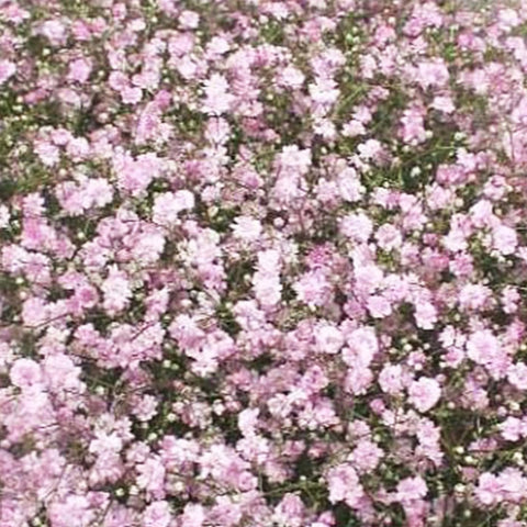 Gypsophila Pink Box **Box Offer** 4 x Bundles