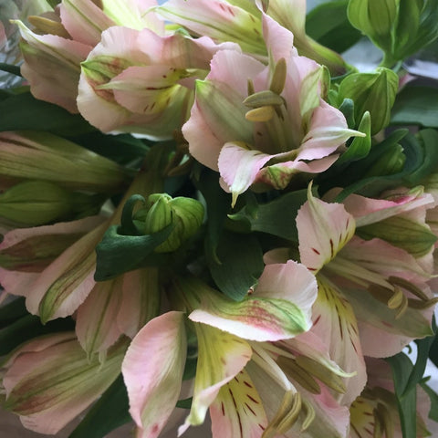 Alstroemeria Norfolk Stem Grade -Pink-White Bi 10 stems