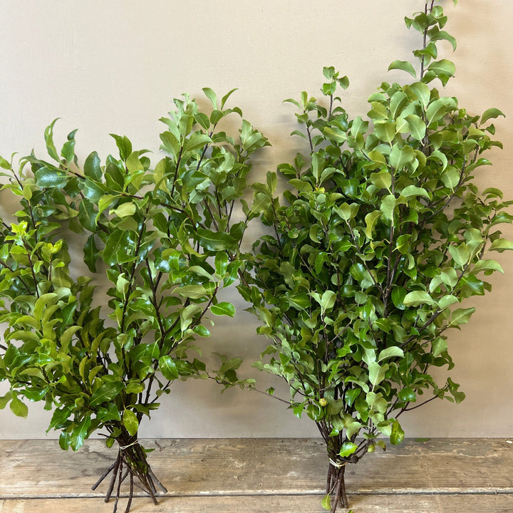 Multiple wholesale bunches of fresh Cornish Pittosporum foliage stems prepared for bulk 15-bunch delivery.