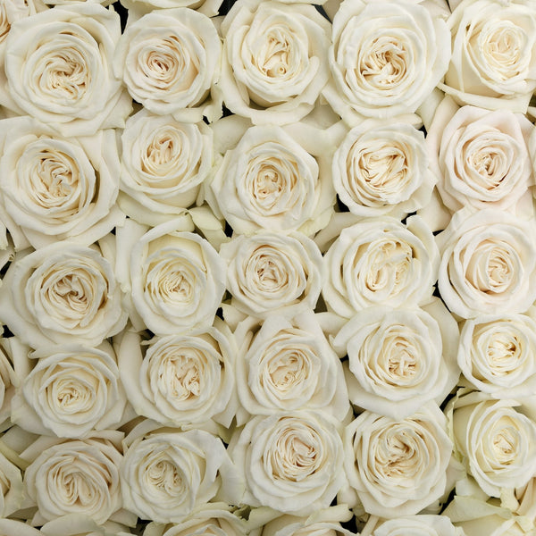 IMPORT ROSE -  60cm - White Playa Blanca - 25 stems