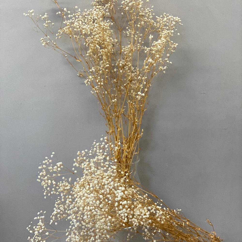 A single wholesale bunch of natural, unbleached preserved British Gypsophila, showcasing the soft neutral ivory colour and flexible stems.