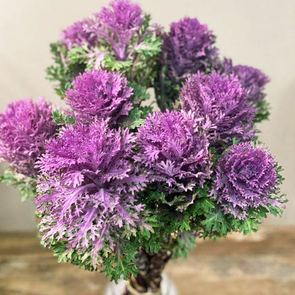 Brassica - Feather Queen- Bundle of 10 stems