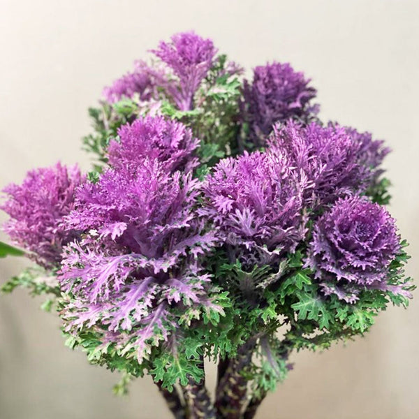 Brassica - Feather Queen- Bundle of 10 stems