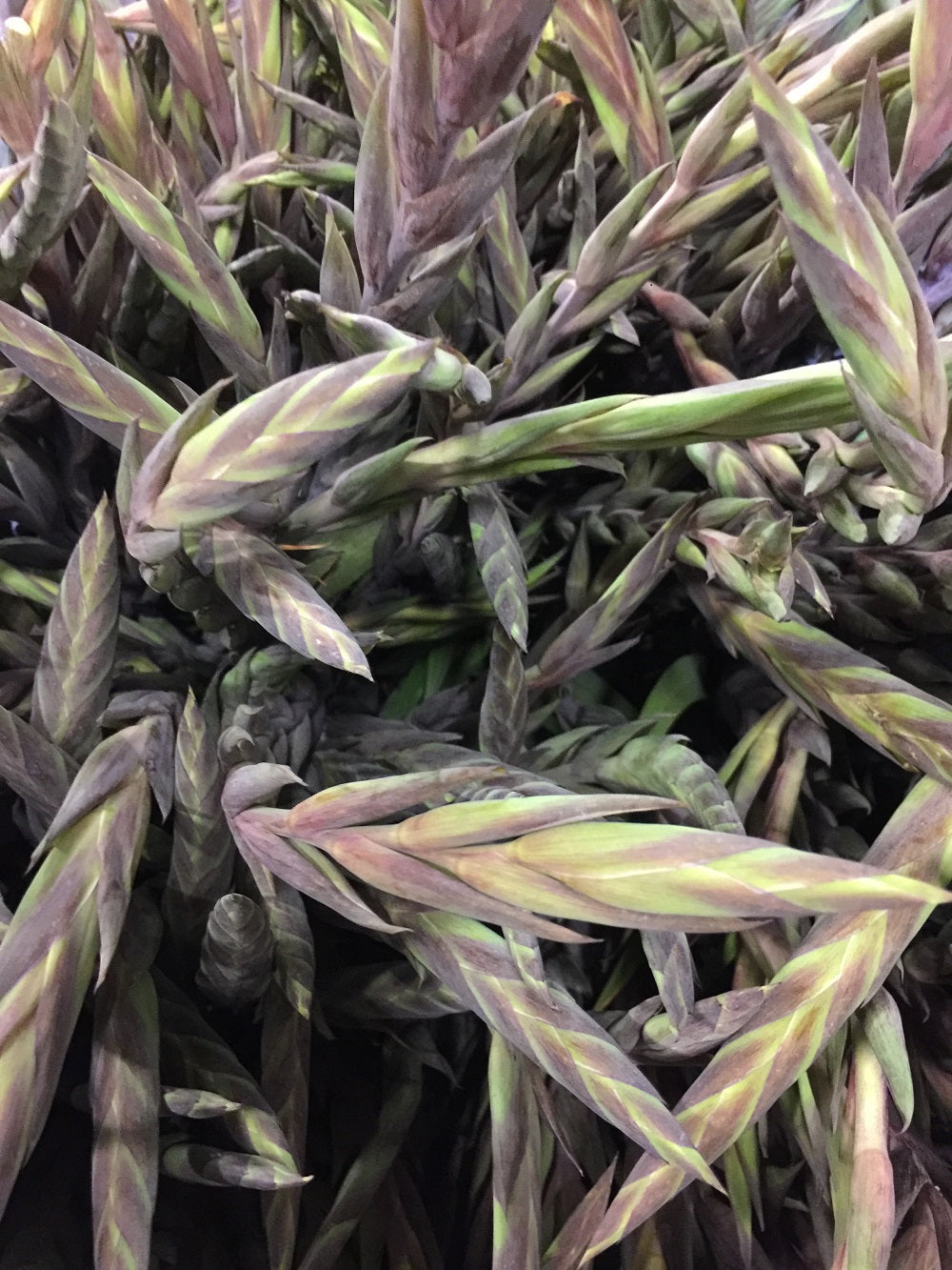 Detailed close-up of the tightly closed, fresh green buds on a purple gladiolus stem before they begin to bloom.