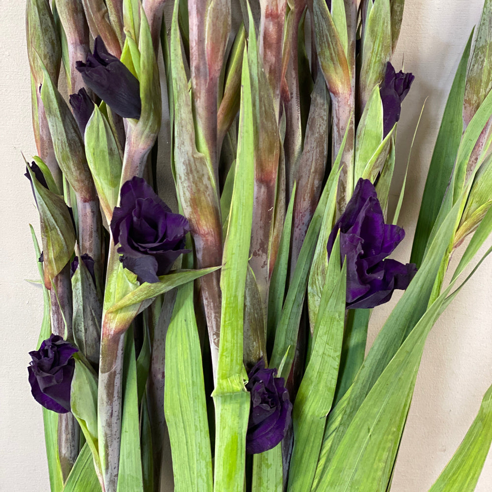 Close-up detail of fresh green purple gladioli stems, showing the thick, healthy stalks and tightly packed flower buds.