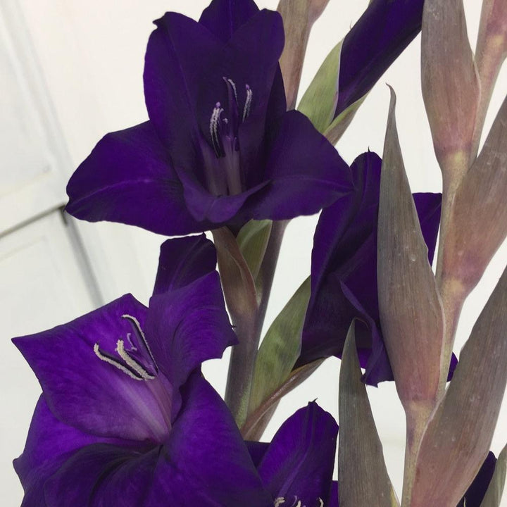 Macro close-up of a single purple gladiolus flower in bloom, highlighting the soft, rich violet ruffled petals and deep coloration.