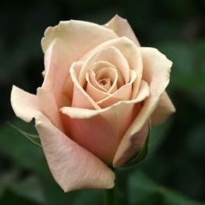 IMPORT Rose - Large Headed Quicksand - Bunch of 10 stems (£1.48)