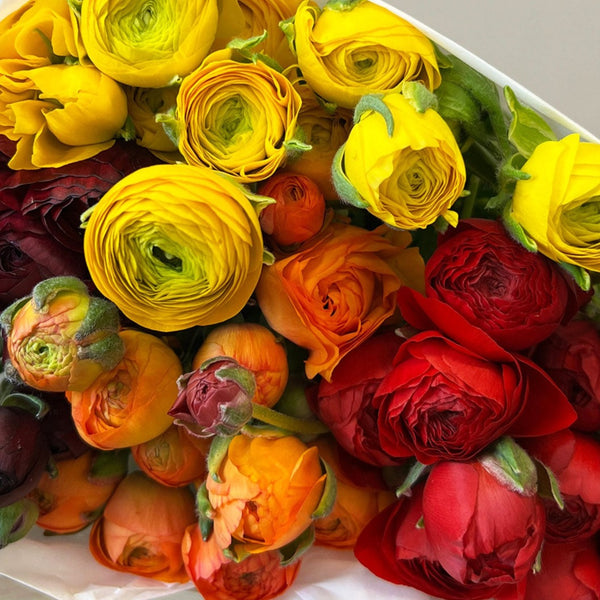 Posy Ranunculus - Rainbow Brights Mix 30 stems