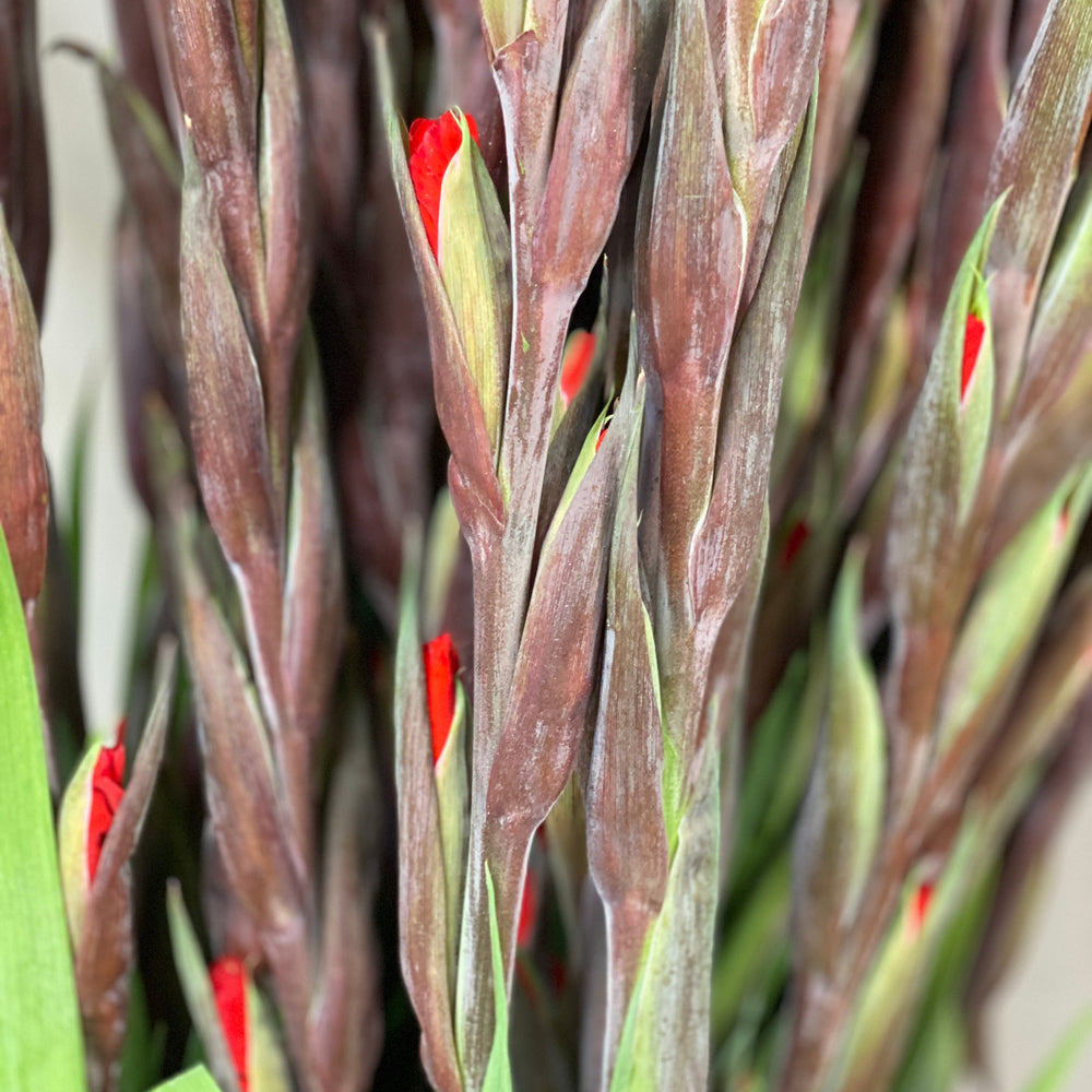 Detailed close-up of the tightly wrapped green and red-tipped closed buds on a premium red gladiolus stem.